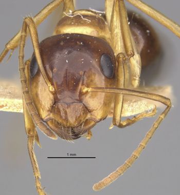 Media type: image;   Entomology 21532 Aspect: head frontal view